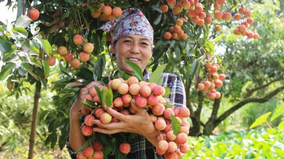 bat-trang-tien-len-nong-thon-moi-kieu-mau-tren-que-huong-anh-hung