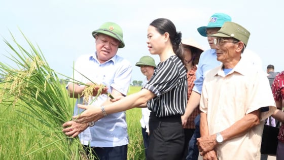 canh-tac-lua-cai-tien-theo-huong-huu-co,-dat-cung-luc-3-muc-tieu