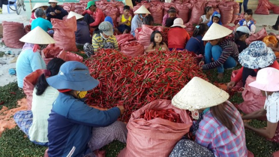 hieu-qua-du-an-vung-nguyen-lieu-ot-tinh-ninh-thuan