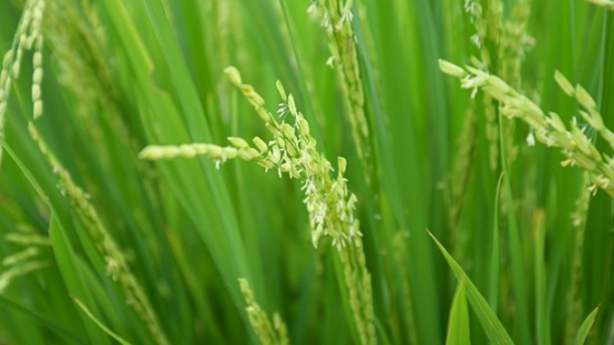 thoi-tiet-dien-bien-phuc-tap,-can-chuan-bi-tot-cho-vu-he-thu