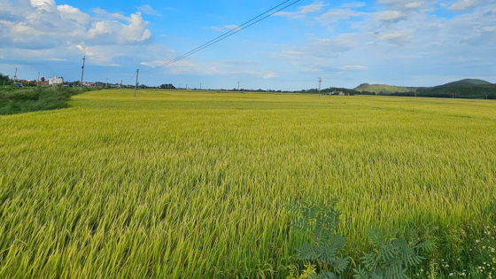 khanh-hoa-chuyen-doi-hon-300ha-dat-trong-lua-sang-cay-trong-can