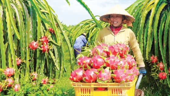 an-pham-truyen-thong-ve-‘tam-nong’-phat-hanh-tren-chuyen-bay