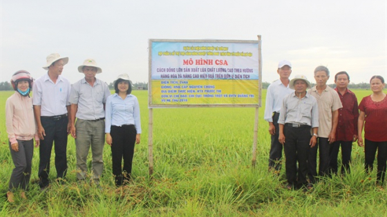 dot-pha-trong-tham-canh-cay-lua
