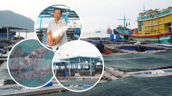 nuoi-bien-gan-voi-du-lich-–-huong-phat-trien-ben-vung-o-con-dao
