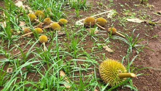 thoi-tiet-khac-nghiet,-sau-rieng-nguy-co-mat-mua