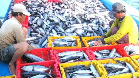 nguon-loi-thuy-san-cua-viet-nam-lien-tuc-suy-giam