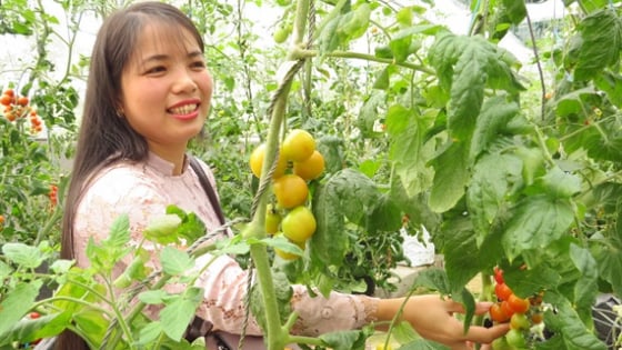 quang-binh-ban-chuyen-phat-trien-nong-nghiep-cong-nghe-cao