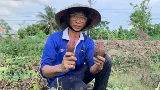 sau-duc-cu-hoanh-hanh-vung-nguyen-lieu-khoai-lang-vinh-long