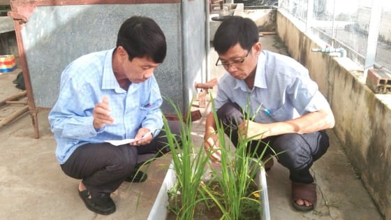 kien-giang-va-muc-tieu-100.000-ha-cay-trong-ung-dung-iphm