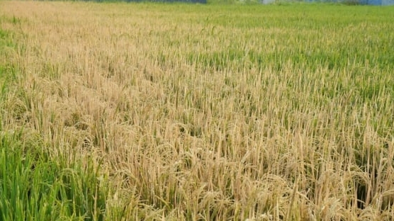 ruong-lua-sap-thu-hoach-chet-kho,-nghi-bi-phun-thuoc-diet-co
