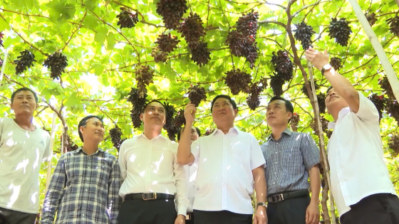 tang-truong-nganh-nong-nghiep-ninh-thuan-dung-dau-khu-vuc-duyen-hai-mien-trung