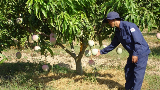 xoai-uc-khanh-hoa-4-nam-lien-la-san-pham-nong-nghiep-tieu-bieu