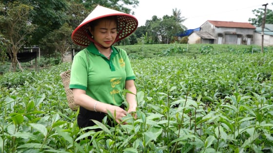 gia-ban-che-cao-hon-tu-15-den-30%-nho-san-xuat-an-toan
