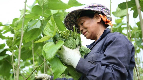 lu-ve-‘tang’-phu-sa,-bai-dau-xanh-ngut-ngat