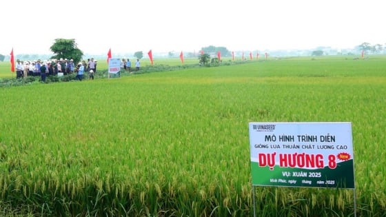 vinaseed-cung-que-lam-bat-tay-voi-nong-dan-trong-lua-huu-co
