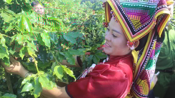 chu-tich-ubnd-tinh-son-la:-xay-dung-he-thong-tieu-chuan-cho-vung-ca-phe