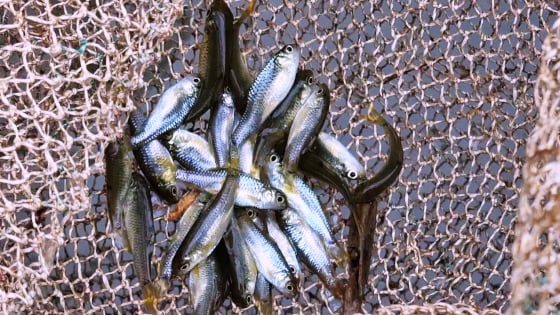 nuoi-ca-dam-xanh-giong-thu-lai-hon-300-trieu-dong/nam