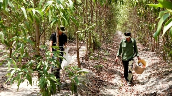 nhan-rong-dien-tich-rung-fsc-–-phat-trien-ben-vung-tu-goc-re