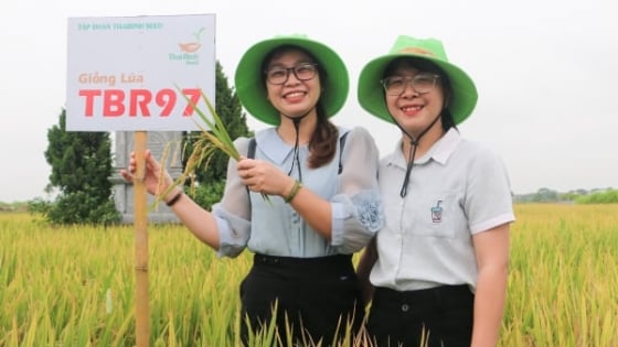 3-giong-lua-cua-thaibinh-seed-toa-sang-tren-dong-ruong-vu-ban
