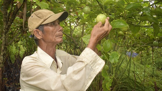 bat-ngo-trai-chanh-day-co-vi-ngot,-an-nhu-nhan-long