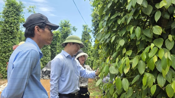 nganh-nong-nghiep-quang-tri-xay-dung-24-loai-hinh-mo-hinh-khuyen-nong