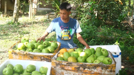 loai-qua-dai-mot-thoi-ban-re-nhu-cho,-nay-thanh-dac-san