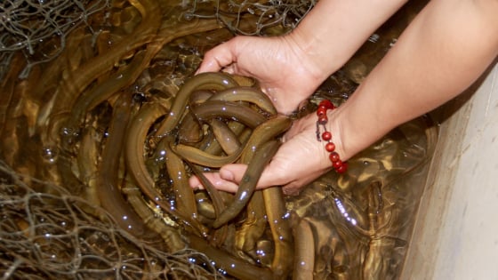 nuoi-luon-khong-bun-sau-9-thang-thu-lai-hon-150-trieu-dong