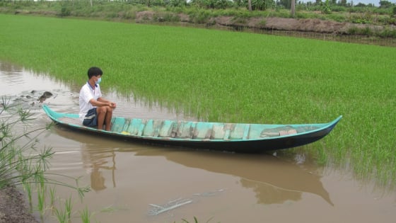 ca-mau:-hon-4.000-ha-lua-he-thu-bi-ngap-do-mua-keo-dai