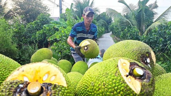 gia-mit-thai-giam-soc,-loai-re-nhat-chi-500-dong/kg