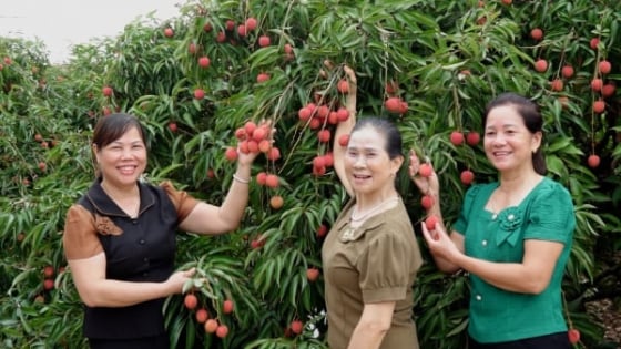 ‘luong-xanh’-cho-vai-thieu-vuon-xa-thi-truong
