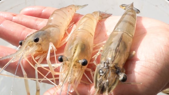 soc-trang-phat-trien-nuoi-tom-cang-xanh-xen-canh-o-vung-tom-–-lua