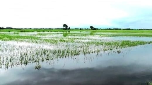quang-tri-co-18.000ha-lua-he-thu-nguy-co-phai-gieo-lai