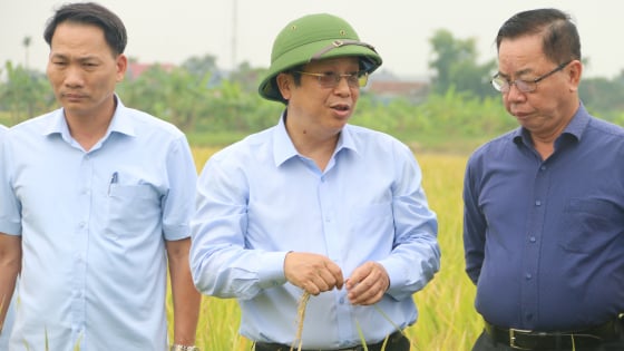 hai-phong-va-thai-binh-duoc-mua-vu-lua-xuan-2025