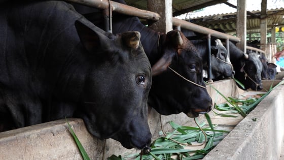 chan-nuoi-bo-thit-tuan-hoan-giup-giam-40%-chi-phi