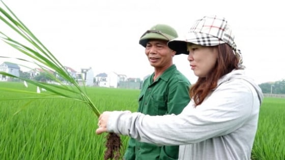 tuoi-uot-kho-xen-ke:-canh-tac-lua-thoi-bien-doi-khi-hau