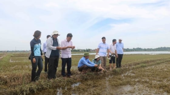 kiem-tra-thiet-hai-nong-nghiep-sau-mua-lu-tai-cac-tinh-trung-trung-bo