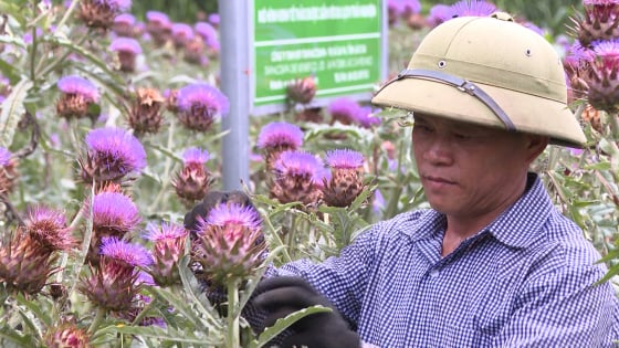 artiso-sa-pa:-tu-cay-duoc-lieu-vuon-nha-den-thuong-hieu-quoc-gia