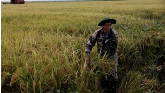 truyen-thong-cuba-de-cao-mo-hinh-hop-tac-lua-gao-dot-pha-voi-viet-nam
