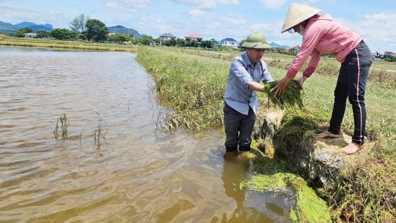 mong-co-giong-sieu-ngan-ngay-de-kip-gieo-cay-vu-he-thu-sau-lu