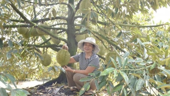 long-an-tang-cuong-kiem-tra,-giam-sat-hoat-dong-san-xuat,-xuat-khau-sau-rieng
