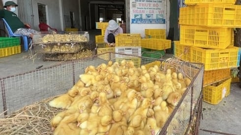 de-nghi-cong-an-va-bien-phong-tang-cuong-kiem-soat-giong-vat-nuoi-nhap-lau
