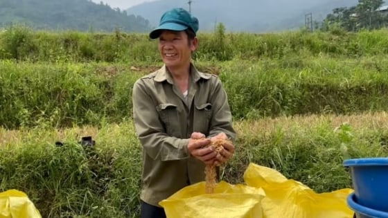 giac-mo-seng-cu-–-hat-ngoc-giua-dai-ngan-muong-vi