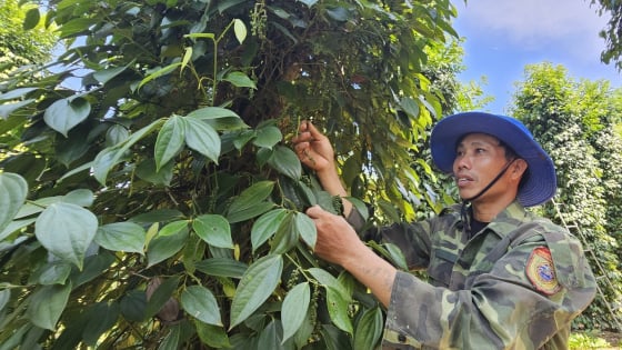 trong-ho-tieu-‘khong-lam-phien’-dat-cho-thu-nhap-300-trieu-dong/ha