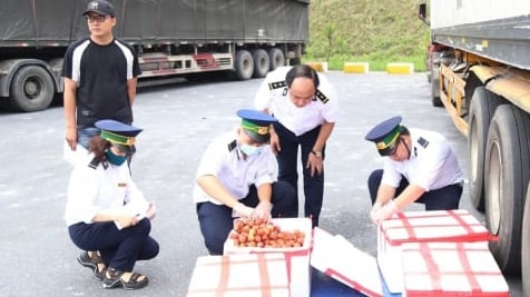 hon-31.500-tan-vai-tuoi-xuat-khau-qua-cua-khau-lao-cai