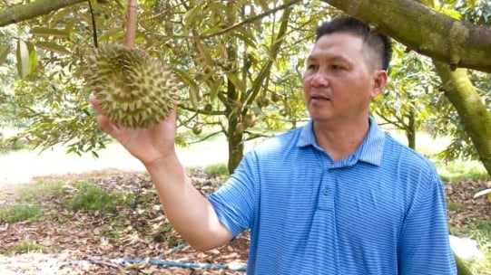 dung-che-pham-vi-sinh-giup-cay-sau-rieng-khoe-manh,-trai-dat-chat-luong