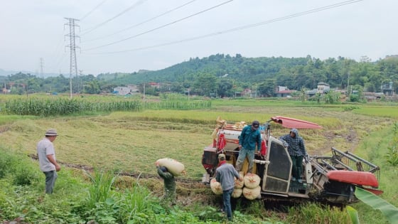 lao-cai:-nang-suat-lua-xuan-dat-61,5-ta/ha