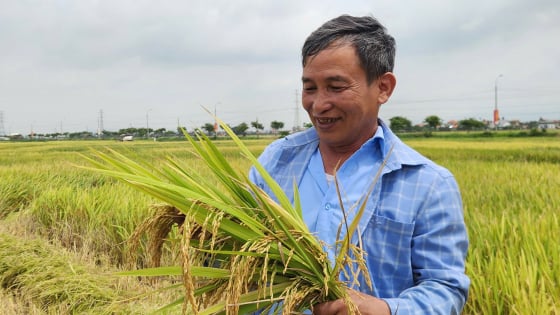 quang-ninh-vao-vu-thu-hoach-lua-xuan,-nang-suat-trung-binh-khoang-5,5-tan/ha