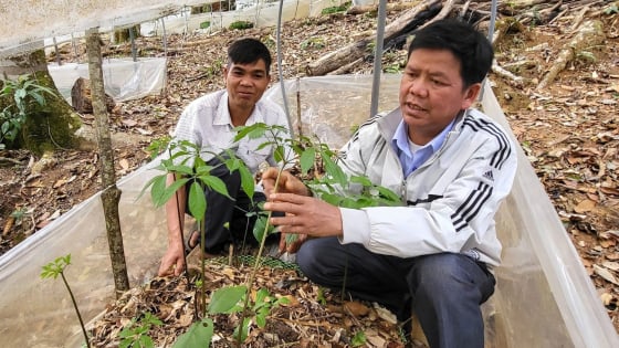 kon-tum-cap-chi-dan-dia-ly-cho-5.800-cay-sam-ngoc-linh