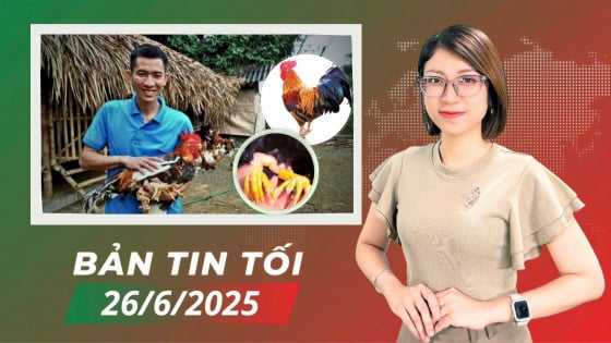ga-nhieu-cua-–-‘canh-cua’-lam-giau-cua-nguoi-tan-son