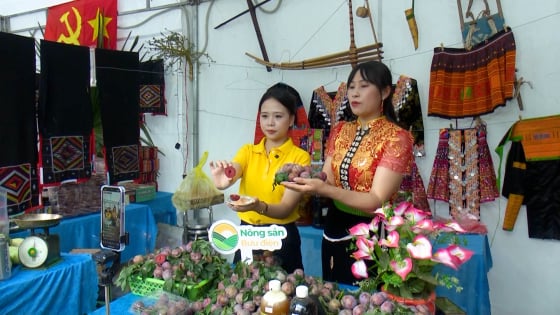 trai-ngot-tren-vung-cao-yen-chau